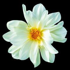 Fototapeta premium White dahlia flower isolated on black.