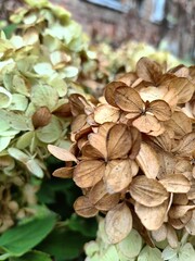 hydrangea in the garden