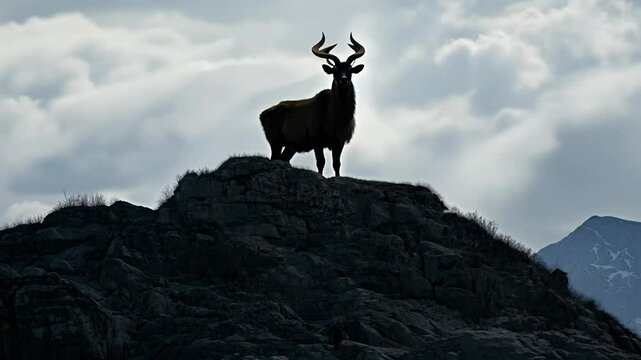 How argali sheep survive at 4000 meters