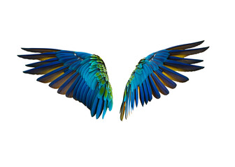 Obraz premium wing of harlequin macaw ,hybrid macaw isolated on white background. This has clipping path.