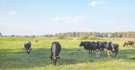 Herd of cows are grazing in a field
