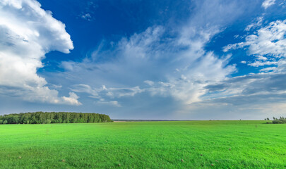 Large field of grass with a clear blue sky above