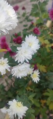 pink and white chrysanthemum