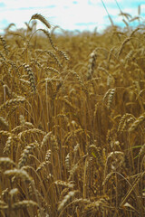 Ear of corn close-up against a blue sky with clouds