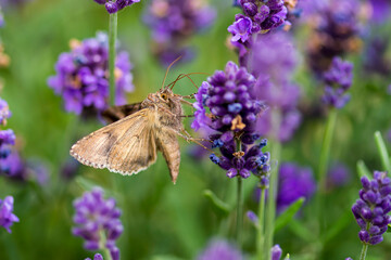 Gammaeule am Lavendel