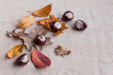 Autumn holiday frame composition with dry leafs and chestnuts on white backround. Creative layout pattern, Thanksgiving day flat lay, Halloween. Eco zero waste concept. Top view, place for text banner