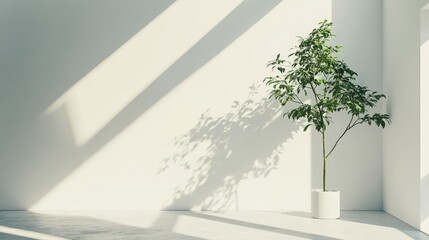 Obraz premium A potted plant casts a shadow on a white wall in a minimalist interior.