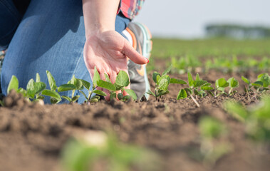 Farmer examining soy bean plants field.