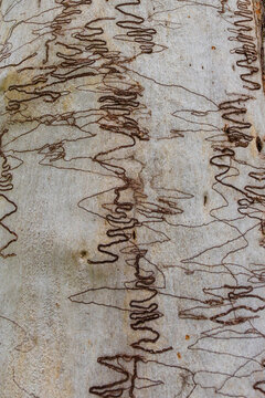 Scribbly gum, Eucalyptus haemastoma, tree bark, characteristic markings of Ogmograptis insect larvae