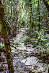 Wanggoolba Creek, K'gari Fraser Island, Queensland Australia, bushwalk walk explore, travel destination tourism visit