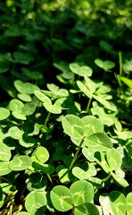 Photo of green and white plants in sunlight