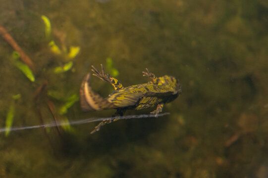 Triturus marmoratus - Marbled Newt - Triton marbr&eacute;