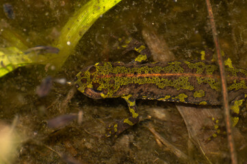 Triturus marmoratus - Marbled Newt - Triton marbré