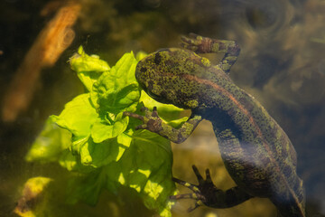 Triturus marmoratus - Marbled Newt - Triton marbré