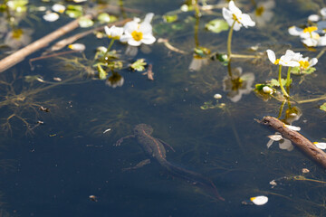 Triturus marmoratus - Marbled Newt - Triton marbré