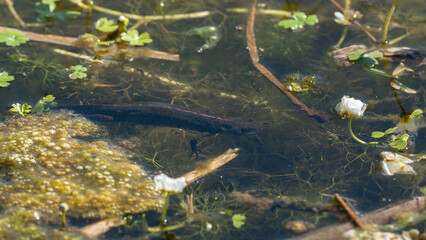 Triturus marmoratus - Marbled Newt - Triton marbré