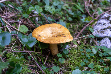 Pilz