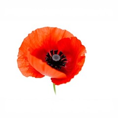 red poppy isolated on white