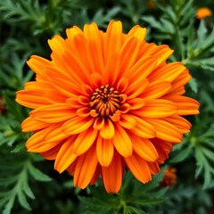 orange dahlia flower