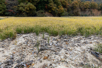 豪雨災害で土砂が流れ込んだ秋の水田