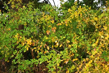 Yellow leaves of bush clover (Lespedeza). Fabaceae deciduous shrub.