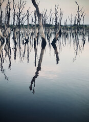 Destruction mangrove forest scenery, destruction mangrove forest is an ecosystem that has been...