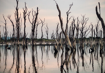 Destruction mangrove forest scenery, destruction mangrove forest is an ecosystem that has been severely degraded or eliminated such as habitat, and pollution, take care of the mangrove forest.