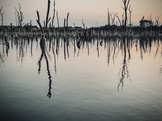 Destruction mangrove forest scenery, destruction mangrove forest is an ecosystem that has been...