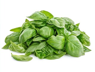 Fototapeta premium Fresh basil leaves in a pile on white background.