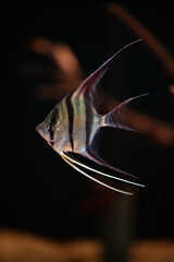Altum Angelfish