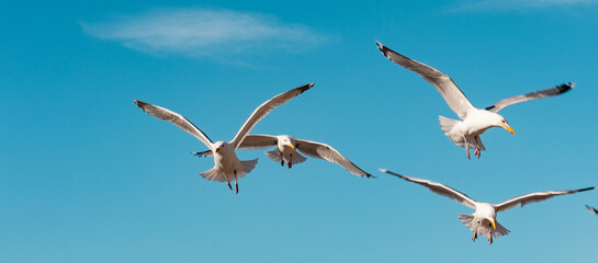 A small flying group of seagulls in the air. Nature, wildlife theme, wings, feathers, water bird. Blue sky, few clouds, North Sea at The Hague.