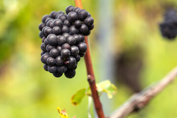 Close-up blue grapes, ripe and ready to harvest. Assmanshausen, Rheingau in Germany. Vineyard, steep slope, wine farmland.