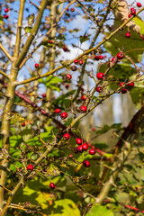 Close up of wild rose hips on thorny branches