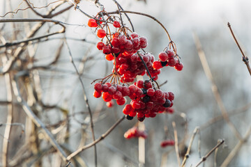 Viburnum branches with red berries on a gray autumn blurred background