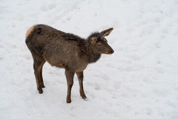 Close-up of a young deer standing alone on a snow-covered field. The deer looks alert and slightly ruffled from the cold, making for an evocative wildlife portrait. Ideal for winter, wildlife.