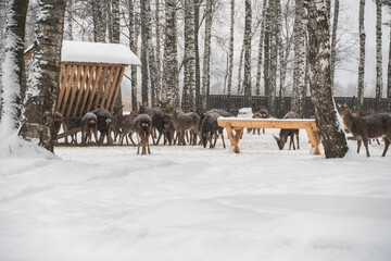 A group of deer grazing in a snow-covered forest clearing among birch trees. They gather near wooden feeders, creating a peaceful winter wildlife scene. Suitable for nature, wildlife, and winter-theme