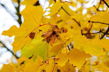 vibrant autumn leaves with striking colors blend. a close-up of colorful autumn leaves in vivid hues of red and yellow. the camera focuses on a single leaf in the foreground with a blurred background
