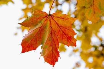 vibrant autumn leaves with striking colors blend. a close-up of colorful autumn leaves in vivid hues of red and yellow. the camera focuses on a single leaf in the foreground with a blurred background