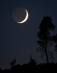 A crescent moon illuminates the night sky, casting a serene glow above a group of silhouetted trees, creating a tranquil and picturesque evening scene. © molakaliva