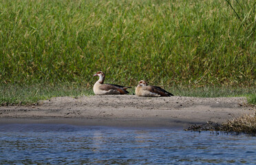 Egyptian geese on the river nile habitat