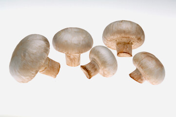 Five Mushrooms on white background