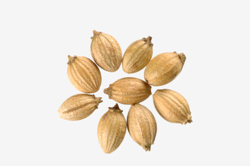 Nine Coriander Coriandrum sativum on white background
