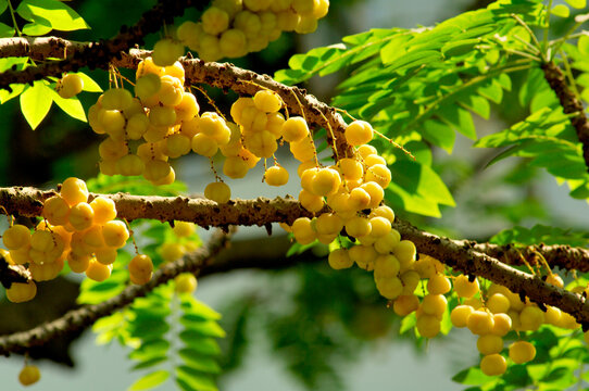 Emblic Goose Berry tree 