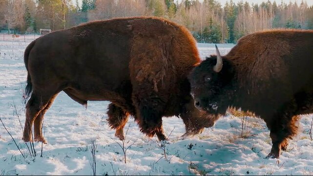 Adult bison in the protected park in winter with snow.