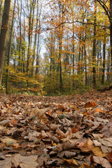 Spacer wśród opadłych liści w środku lasu