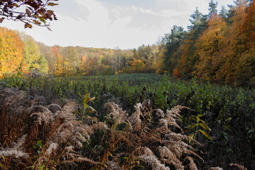 Łąka w środku lasu