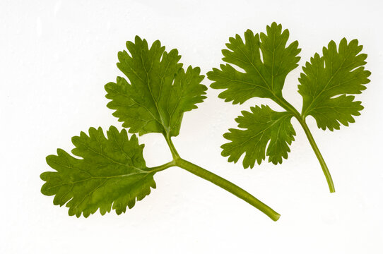 Coriander leaves