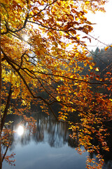 Jesienne drzewo nad jeziorkiem