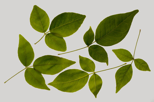 Bael leaves