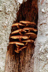 Grzyby w drzewie